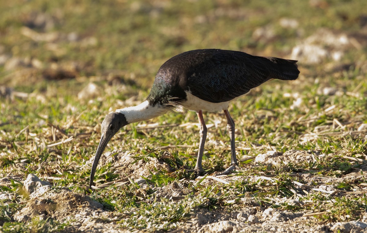 Straw-necked Ibis - ML623228276