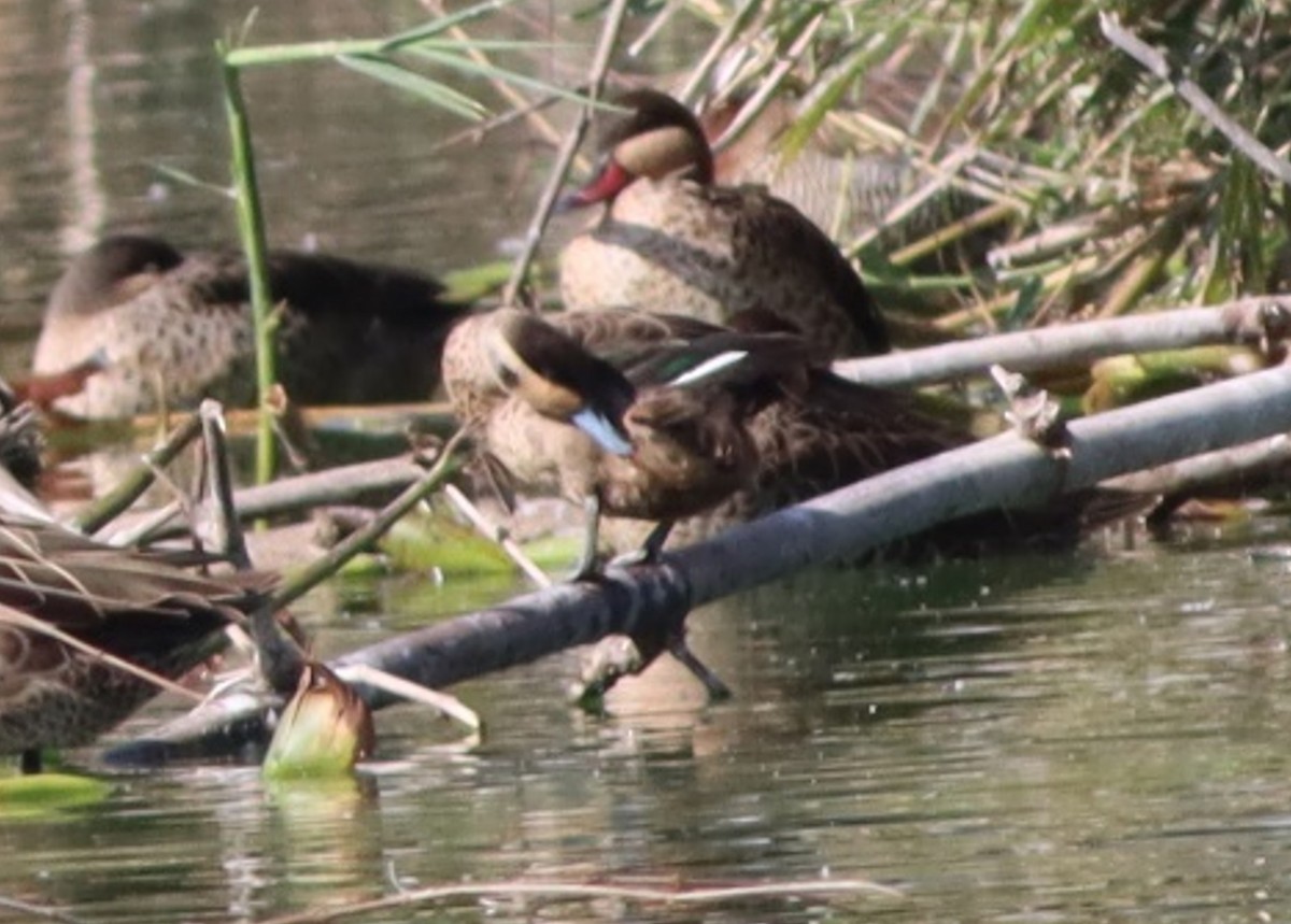 Blue-billed Teal - ML623228429