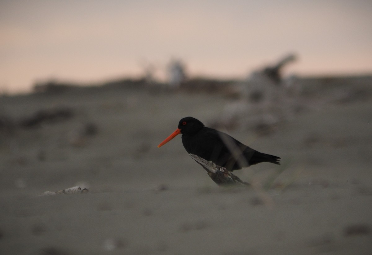 Variable Oystercatcher - ML623228430