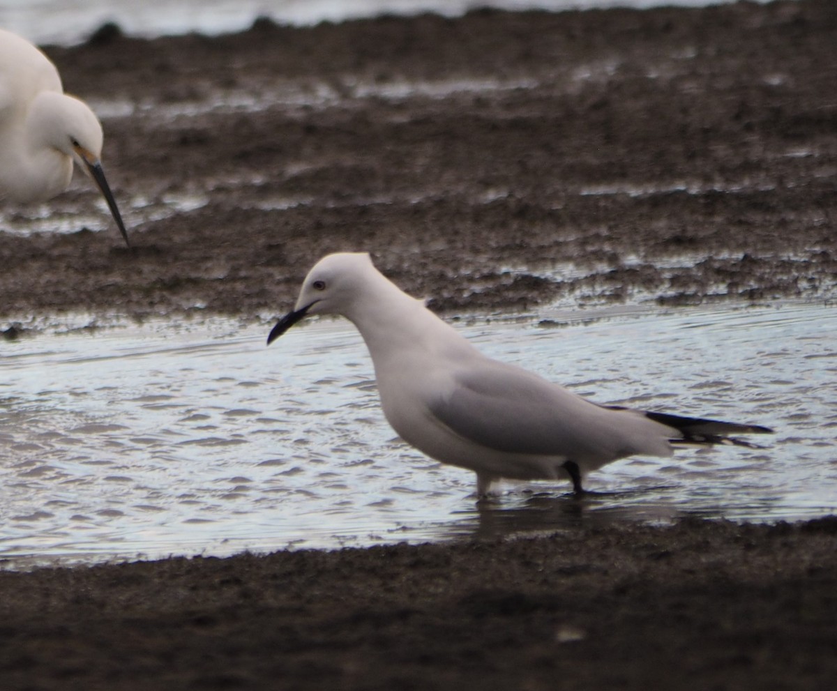 Mouette de Buller - ML623228434