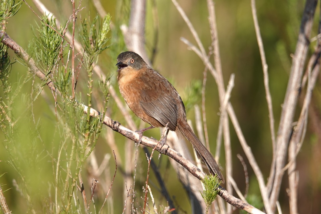 Victorin's Warbler - Sarel Snyman