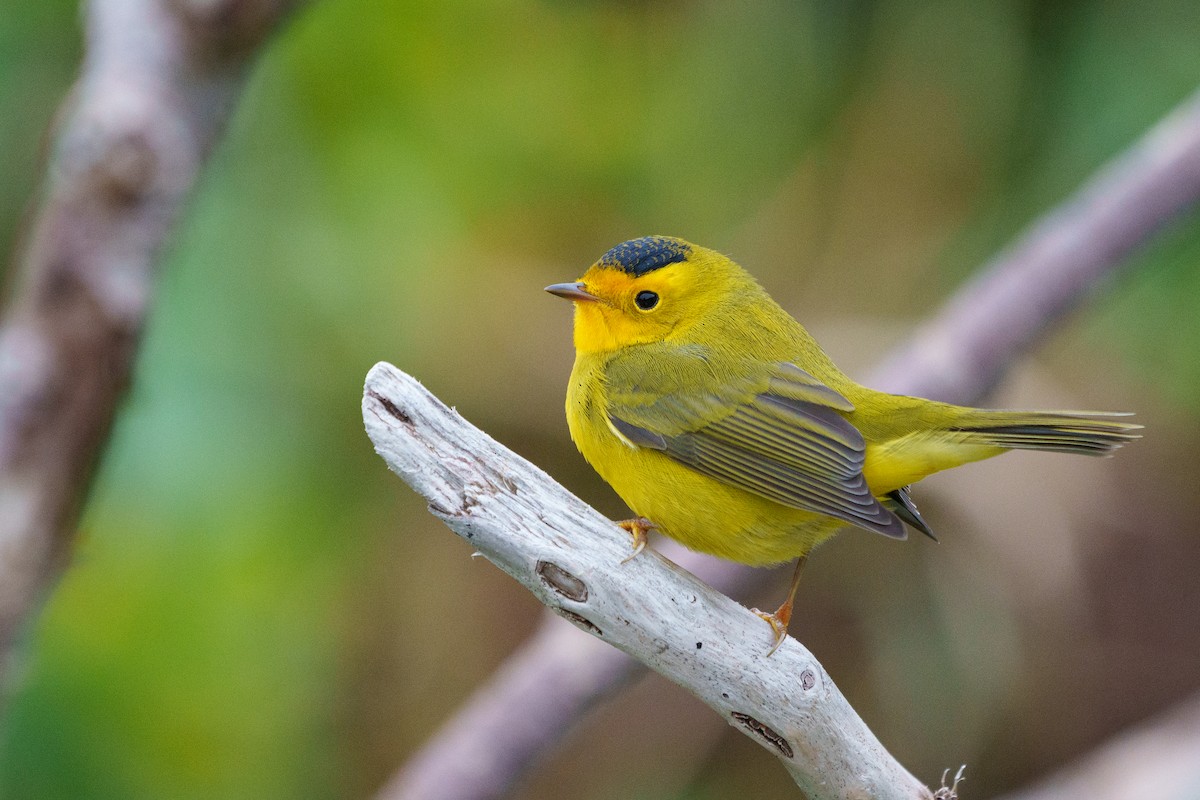 Wilson's Warbler - ML623228691