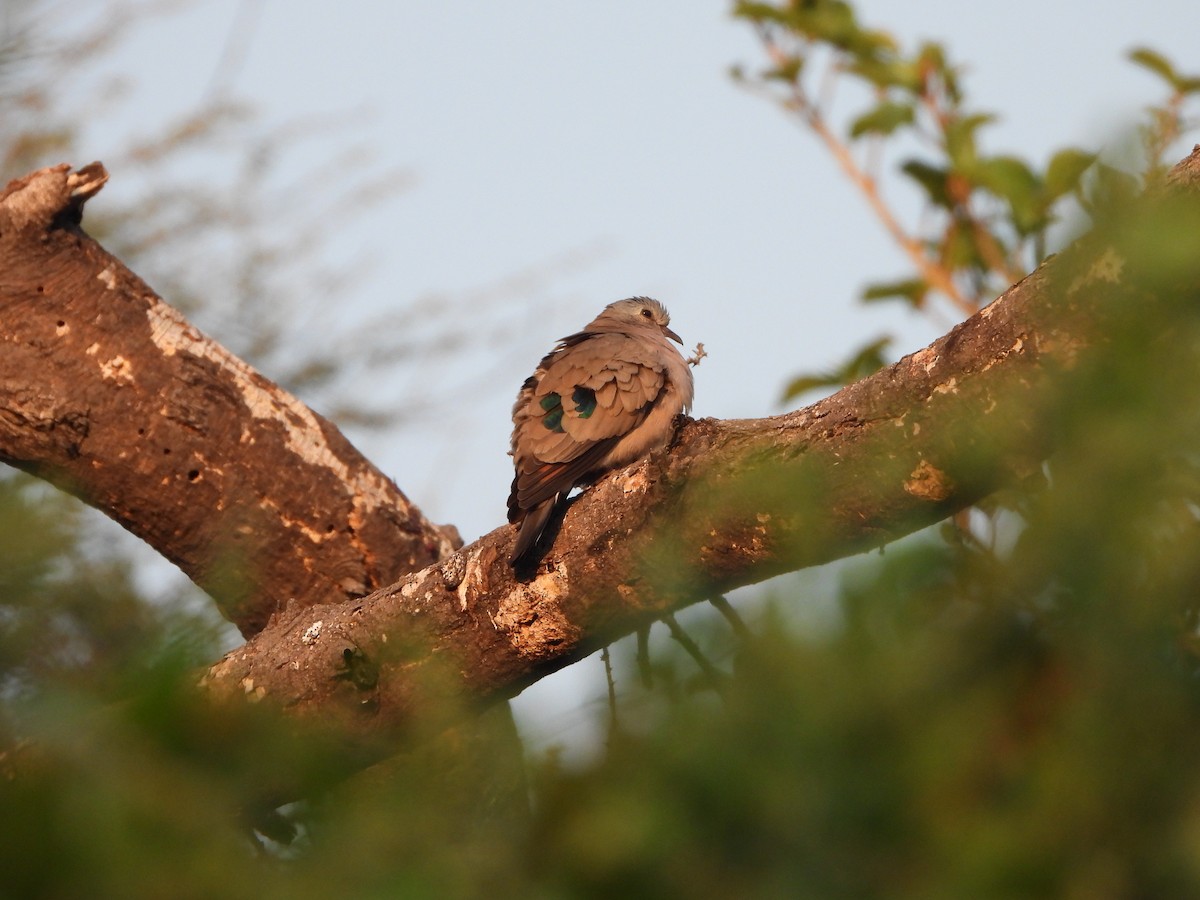 Emerald-spotted Wood-Dove - Steven Oxley