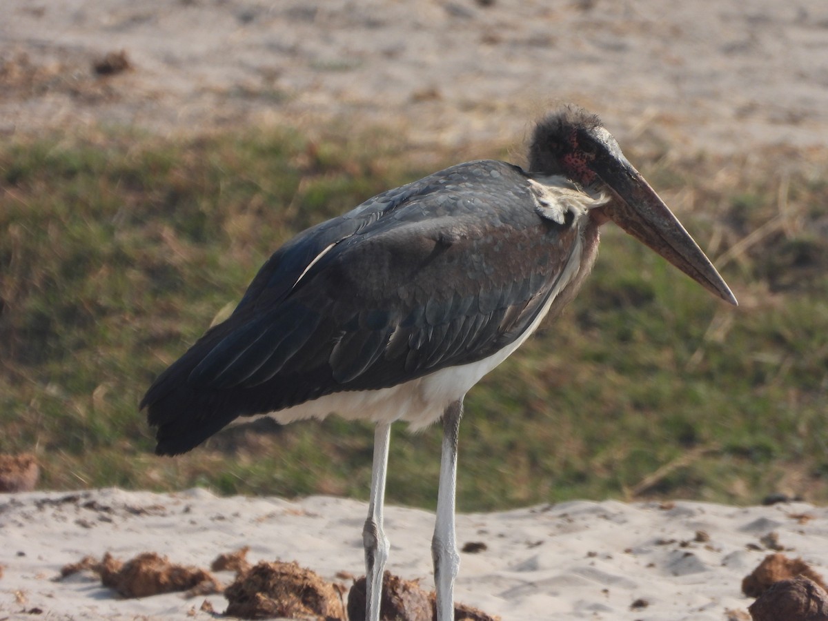 Marabou Stork - ML623228787