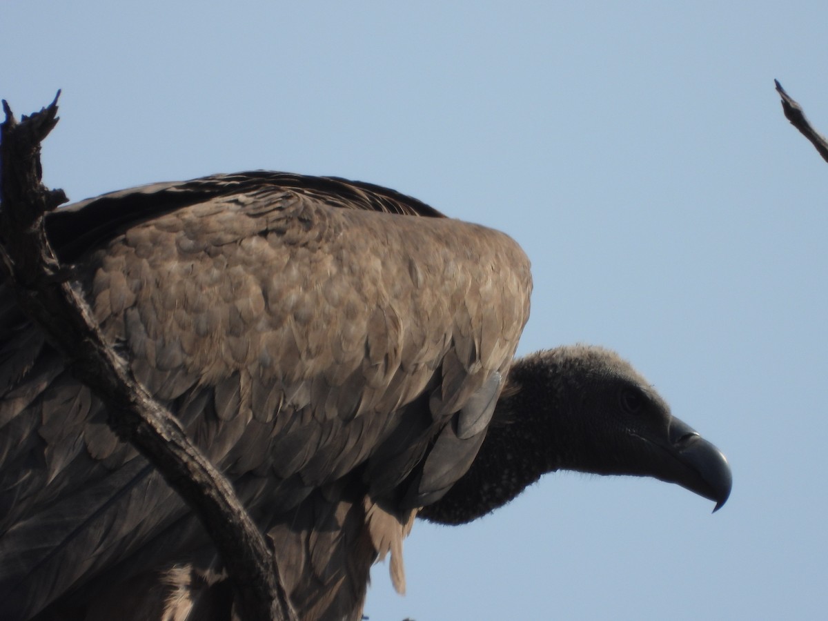 White-backed Vulture - ML623228829