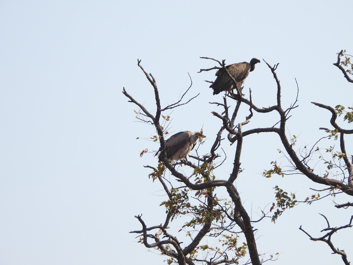 White-backed Vulture - ML623228830