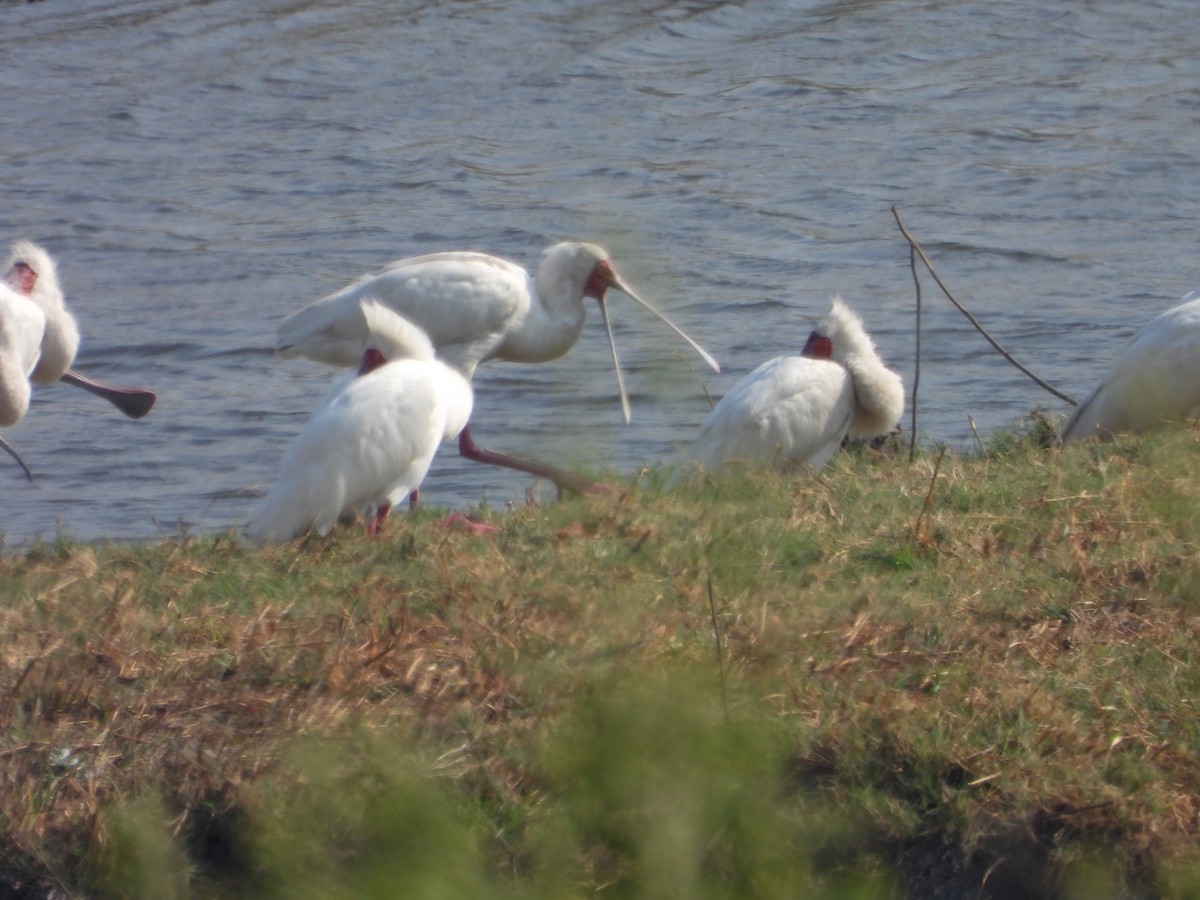 African Spoonbill - ML623228840