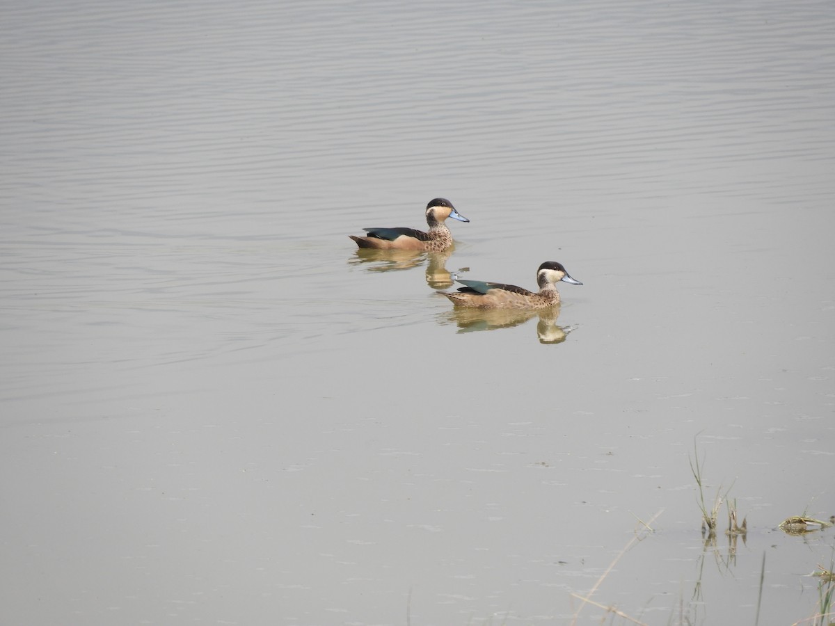 Blue-billed Teal - ML623228879