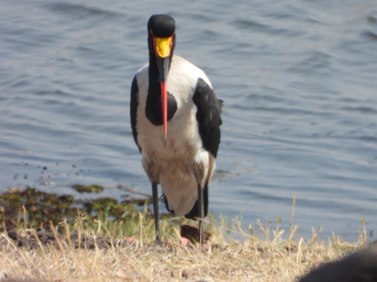 Saddle-billed Stork - ML623228893