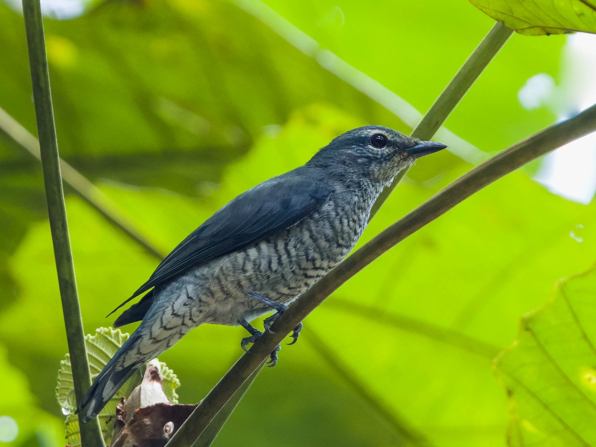 Lesser Cuckooshrike - ML623228911