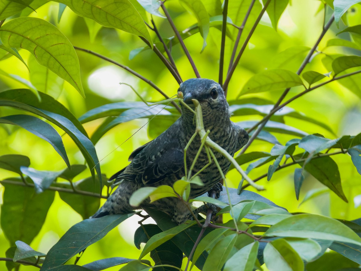 Lesser Cuckooshrike - ML623228912