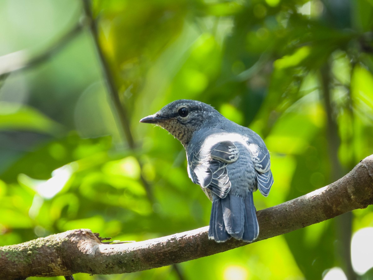 Lesser Cuckooshrike - ML623228913