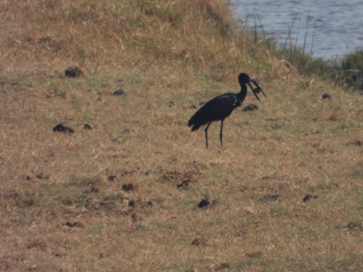 African Openbill - ML623228926