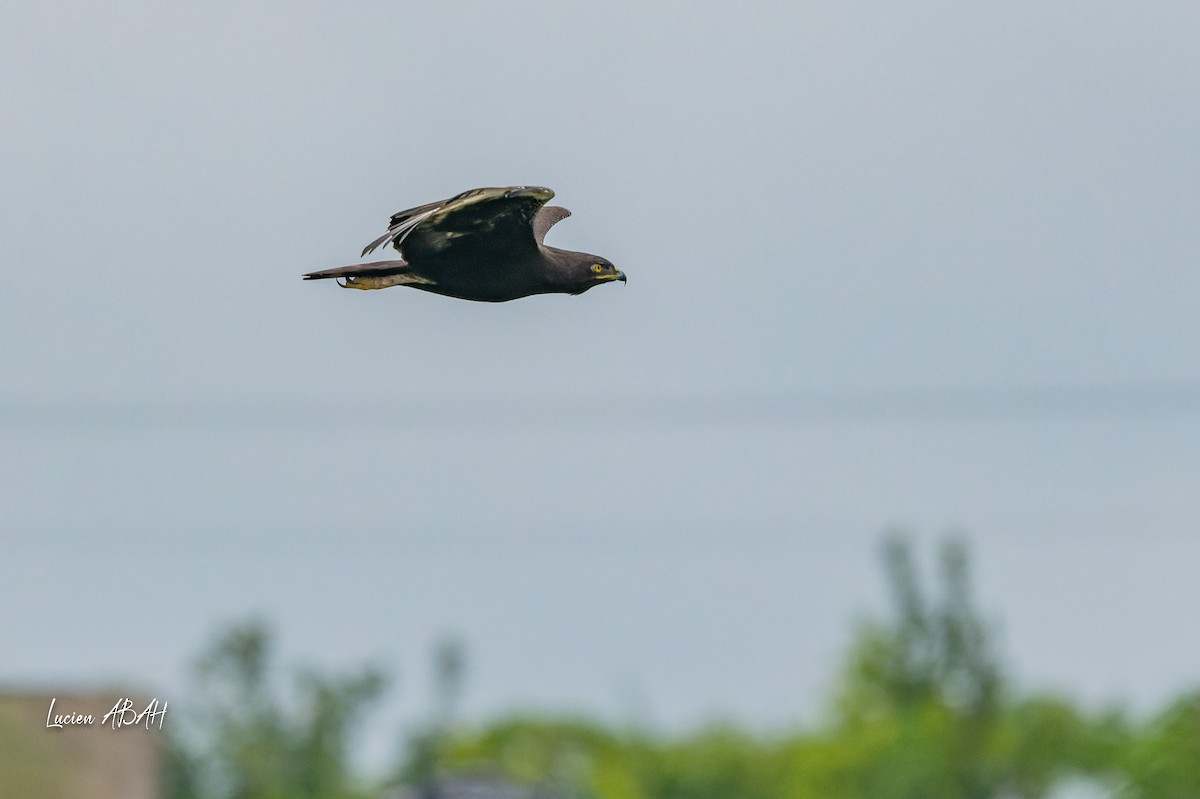 Long-crested Eagle - ML623228930