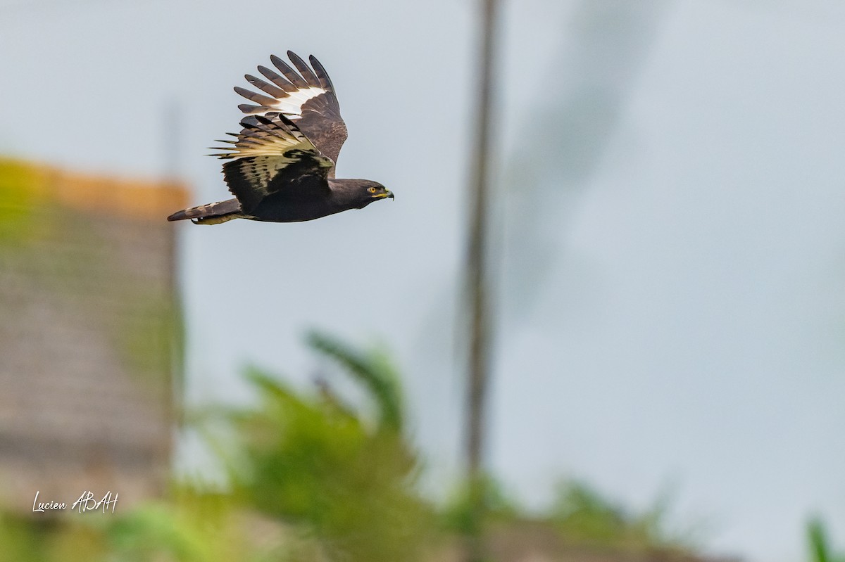 Long-crested Eagle - ML623228931