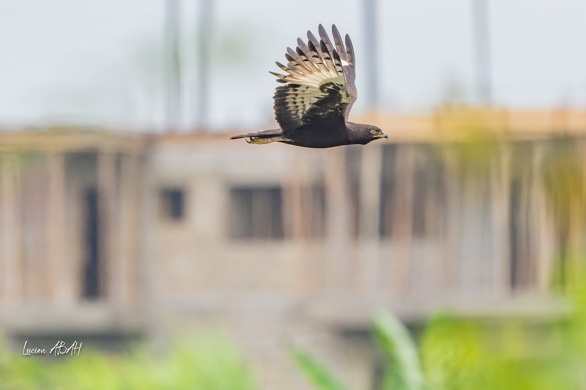 Long-crested Eagle - lucien ABAH