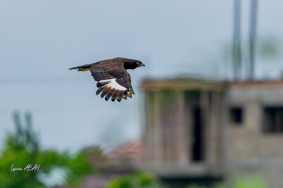 Long-crested Eagle - ML623228933