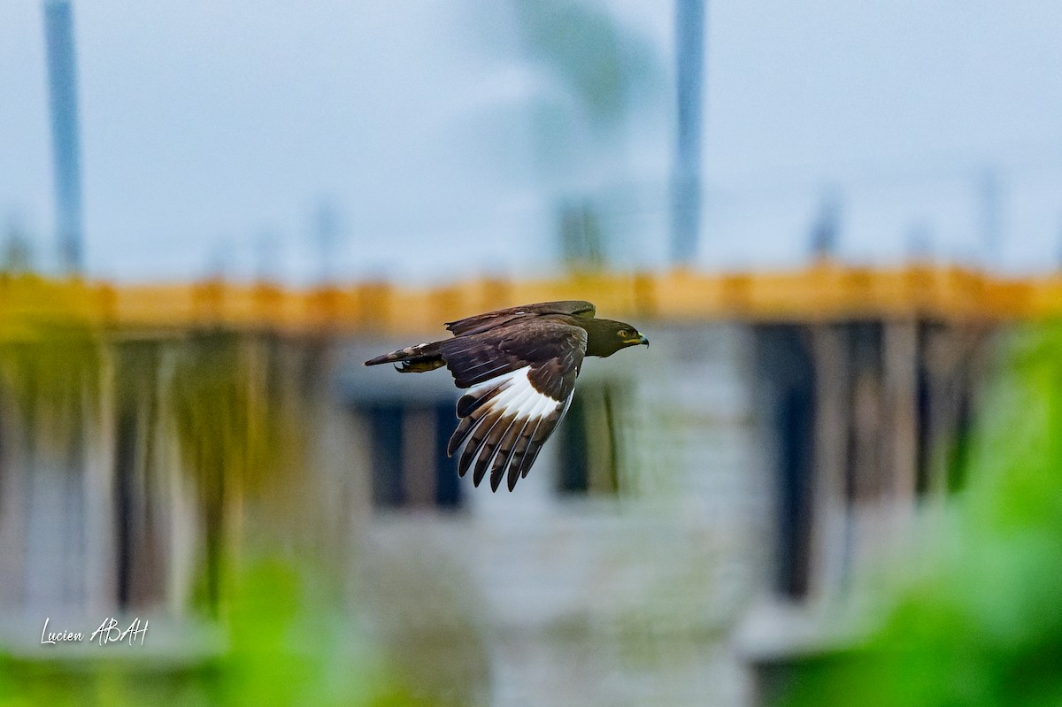 Long-crested Eagle - ML623228935