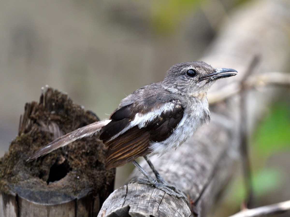 Oriental Magpie-Robin - ML623228941