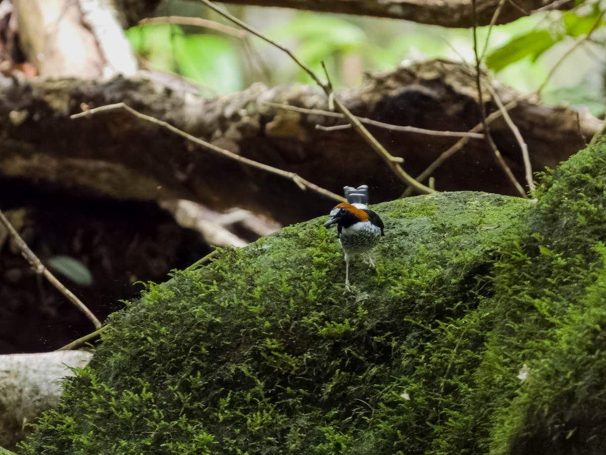 Chestnut-naped Forktail - ML623228960