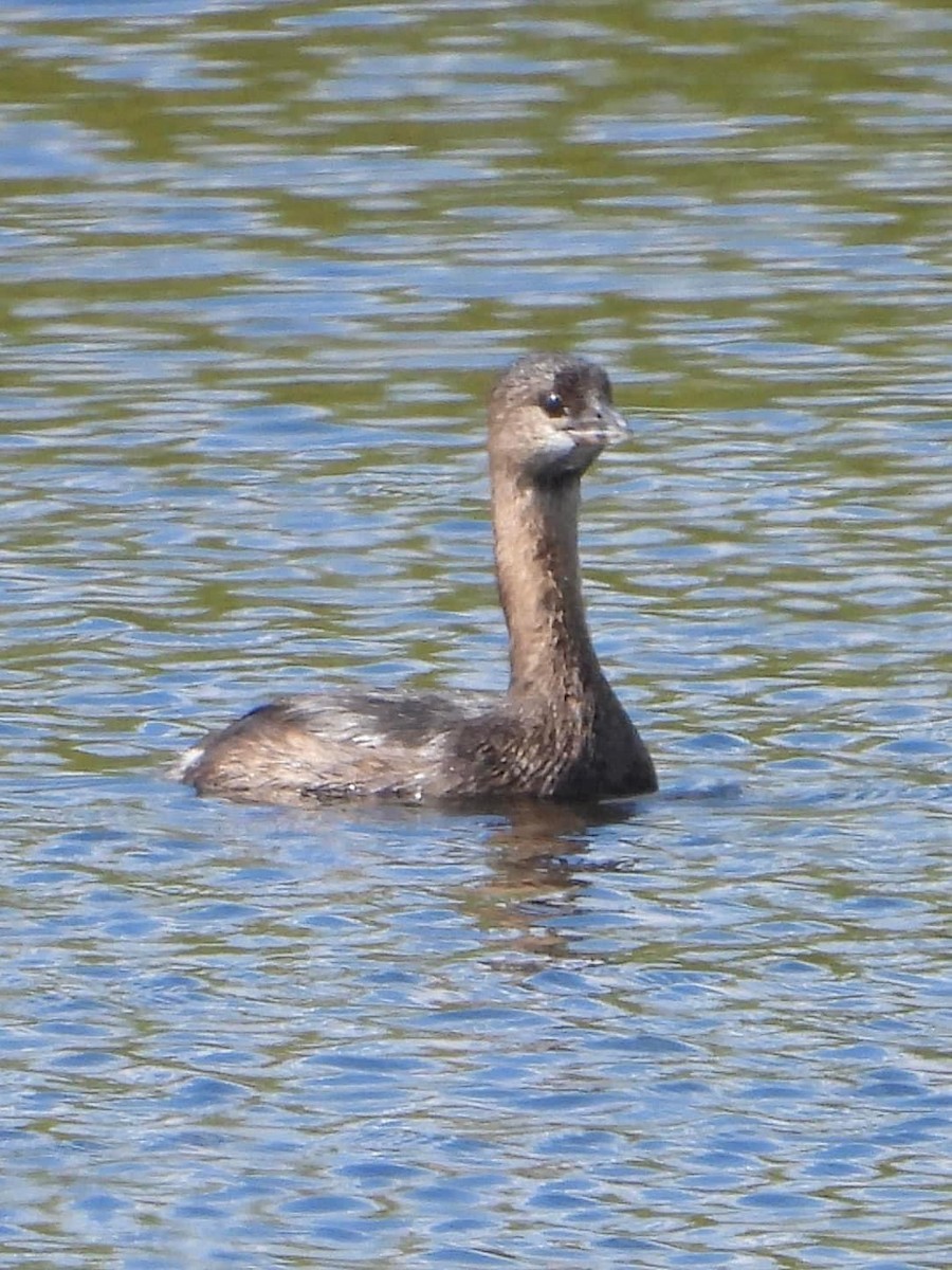 Pied-billed Grebe - ML623228997