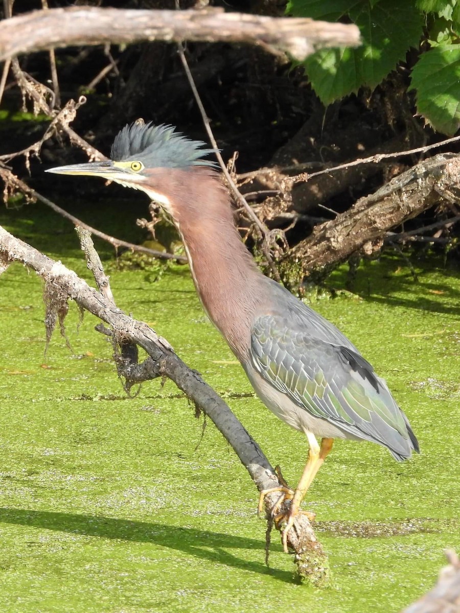 Green Heron - Troy and Dawn Mast