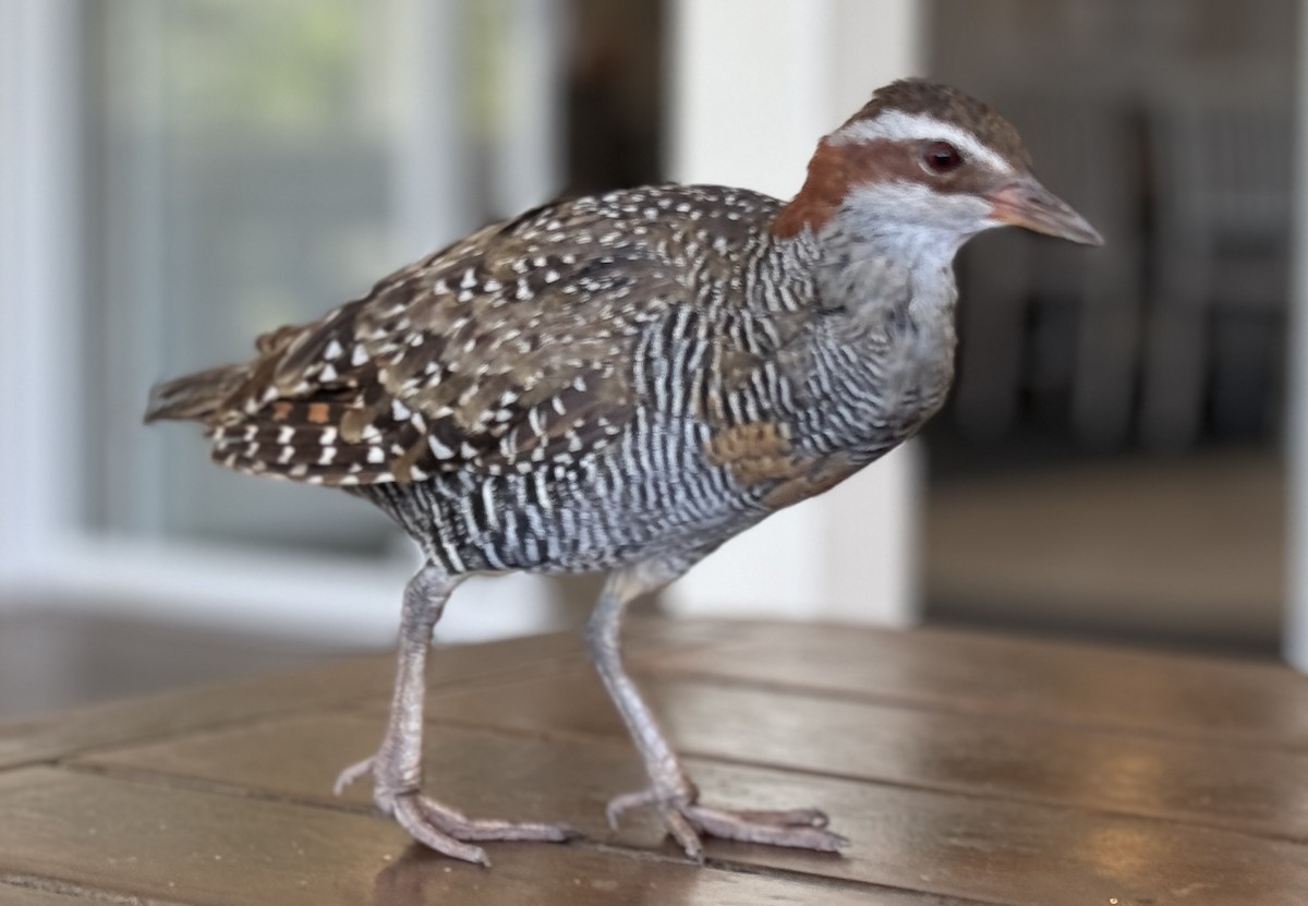 Buff-banded Rail - ML623229041