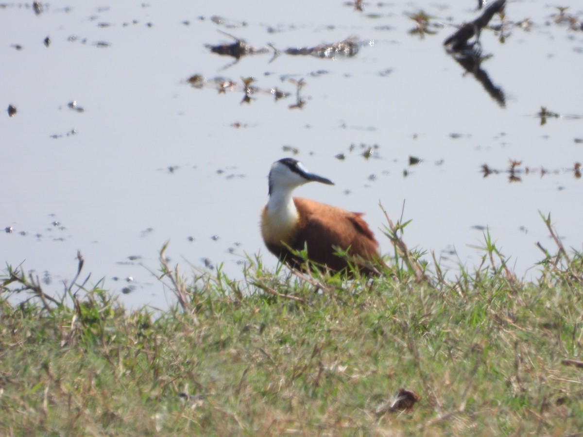 African Jacana - Steven Oxley