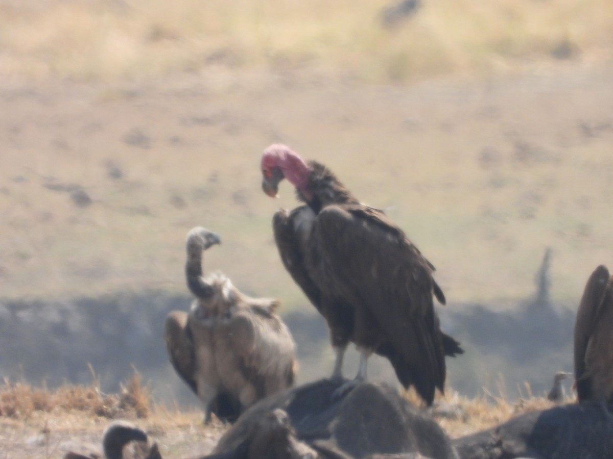 Lappet-faced Vulture - ML623229077