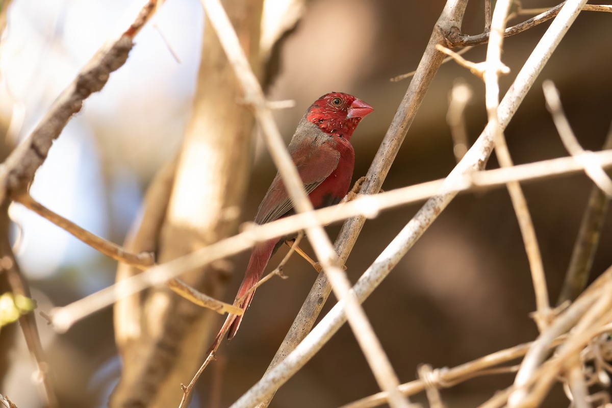 Crimson Finch (Black-bellied) - ML623229106