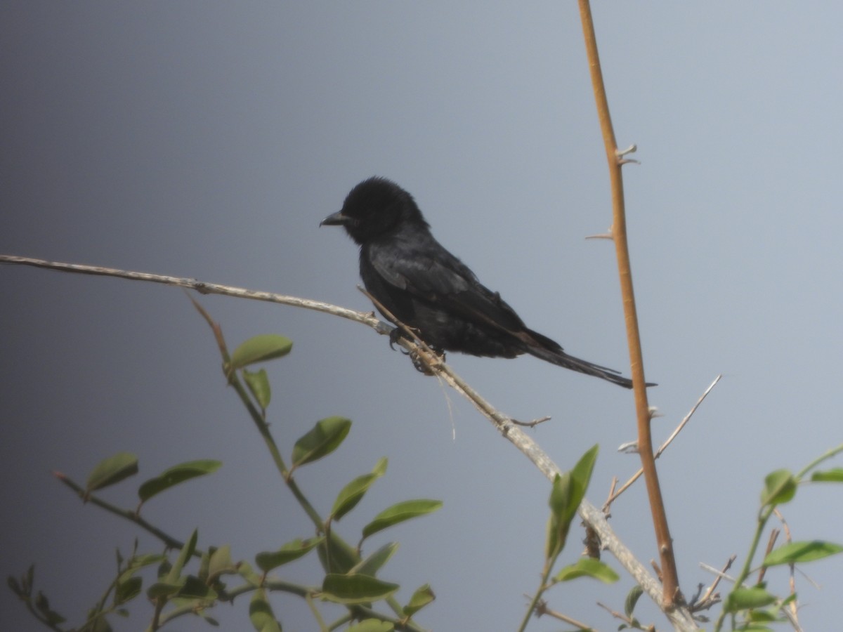 Fork-tailed Drongo - ML623229124