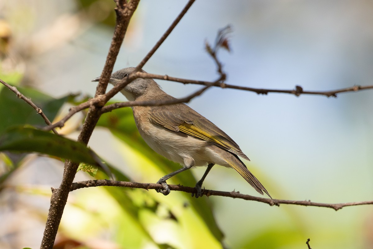 Rufous-banded Honeyeater - ML623229125