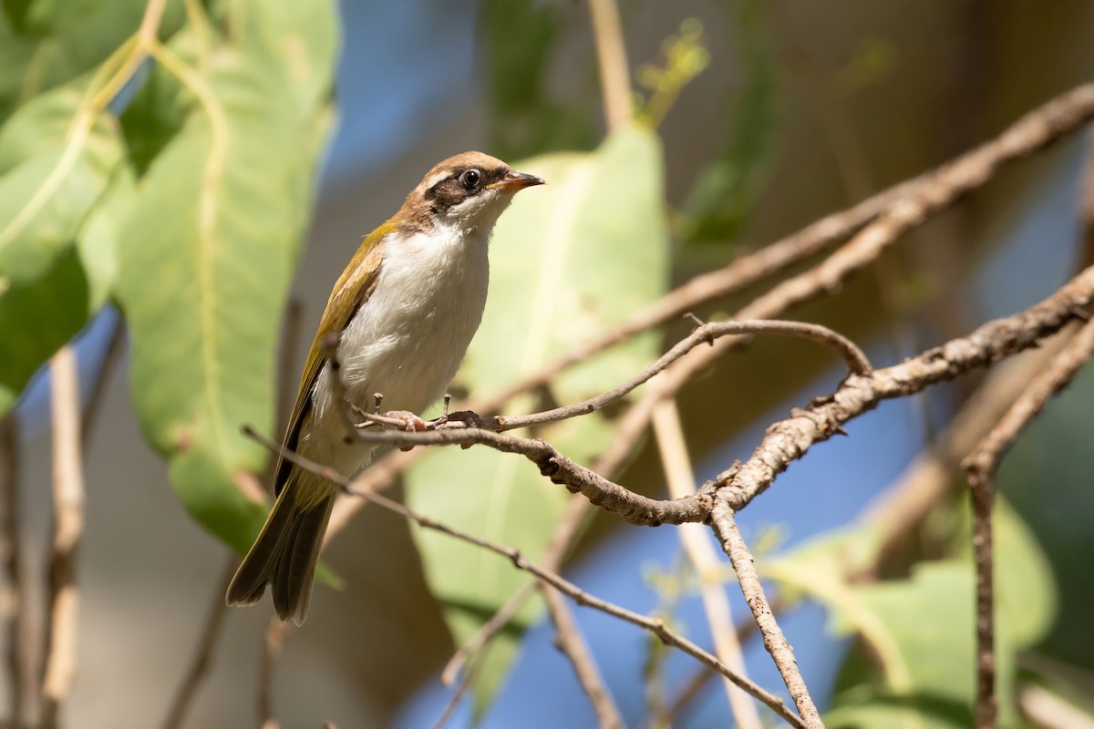 White-throated Honeyeater - ML623229128