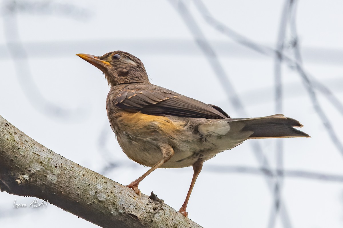 African Thrush - ML623229129