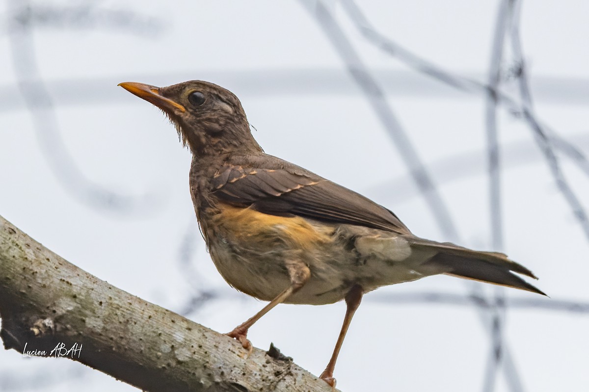 African Thrush - ML623229133