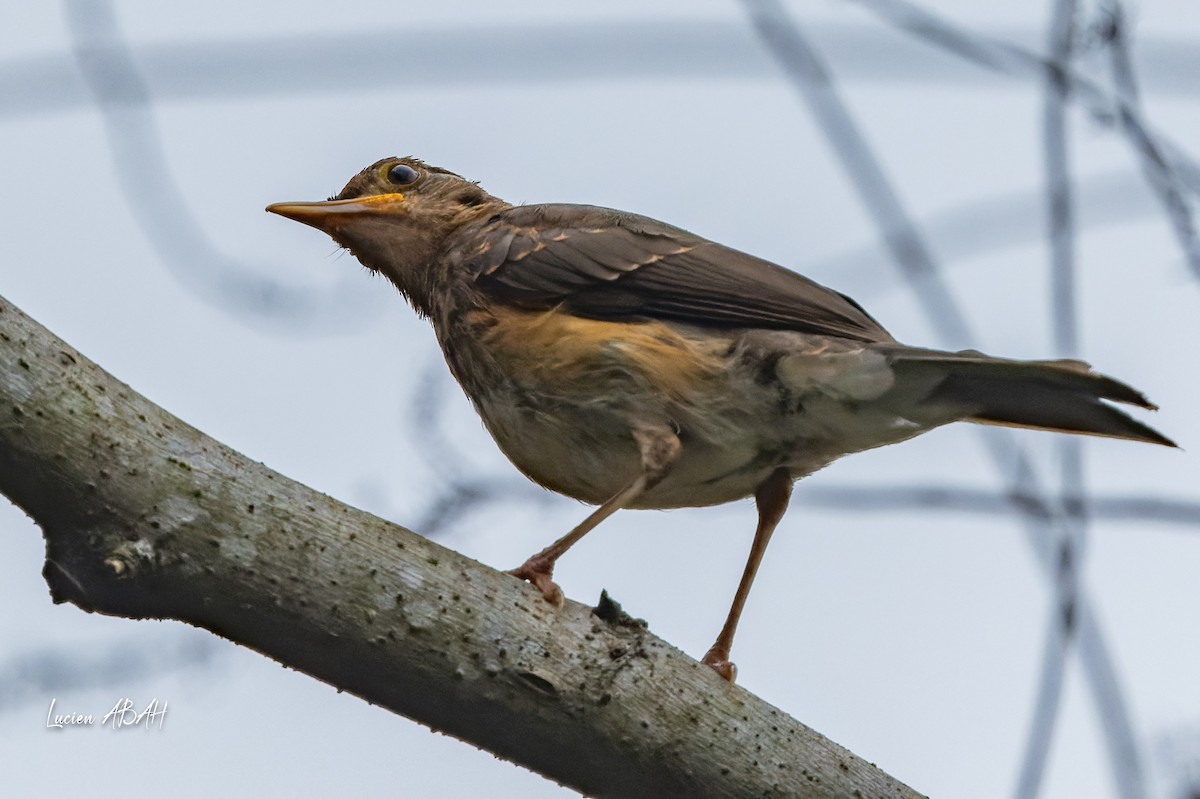 African Thrush - ML623229134