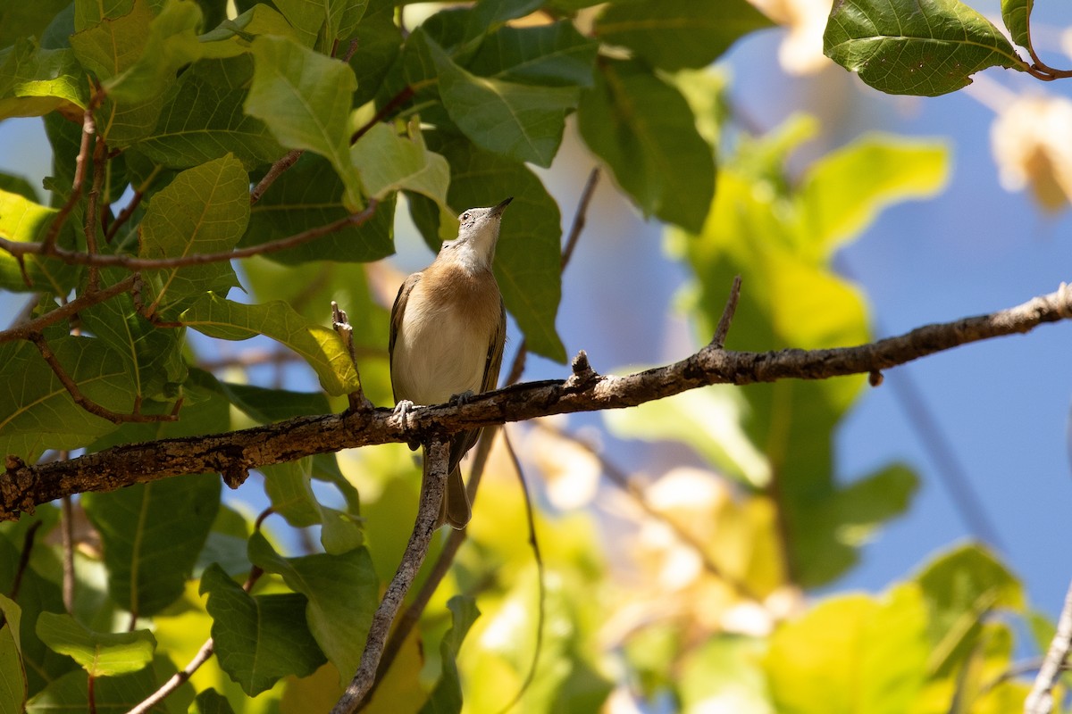 Rufous-banded Honeyeater - ML623229155