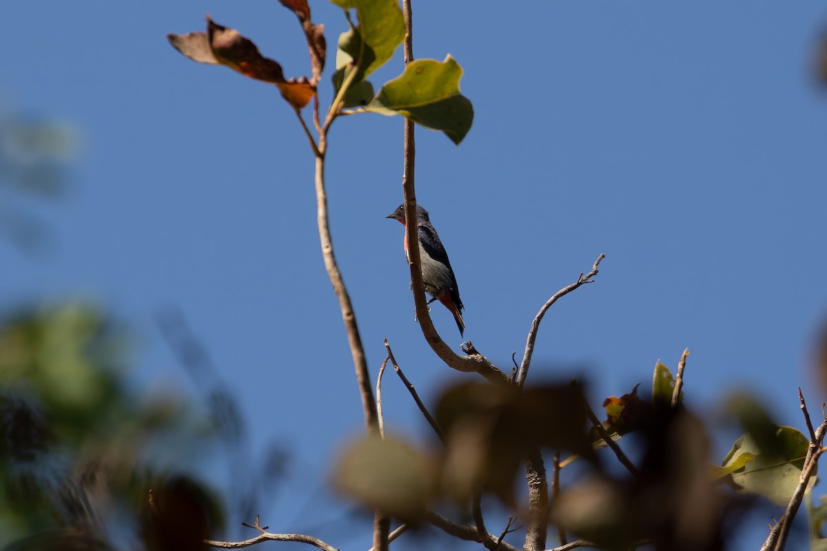 Mistletoebird - ML623229164