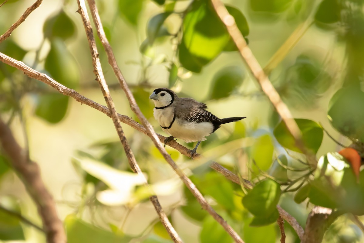 Double-barred Finch - ML623229165