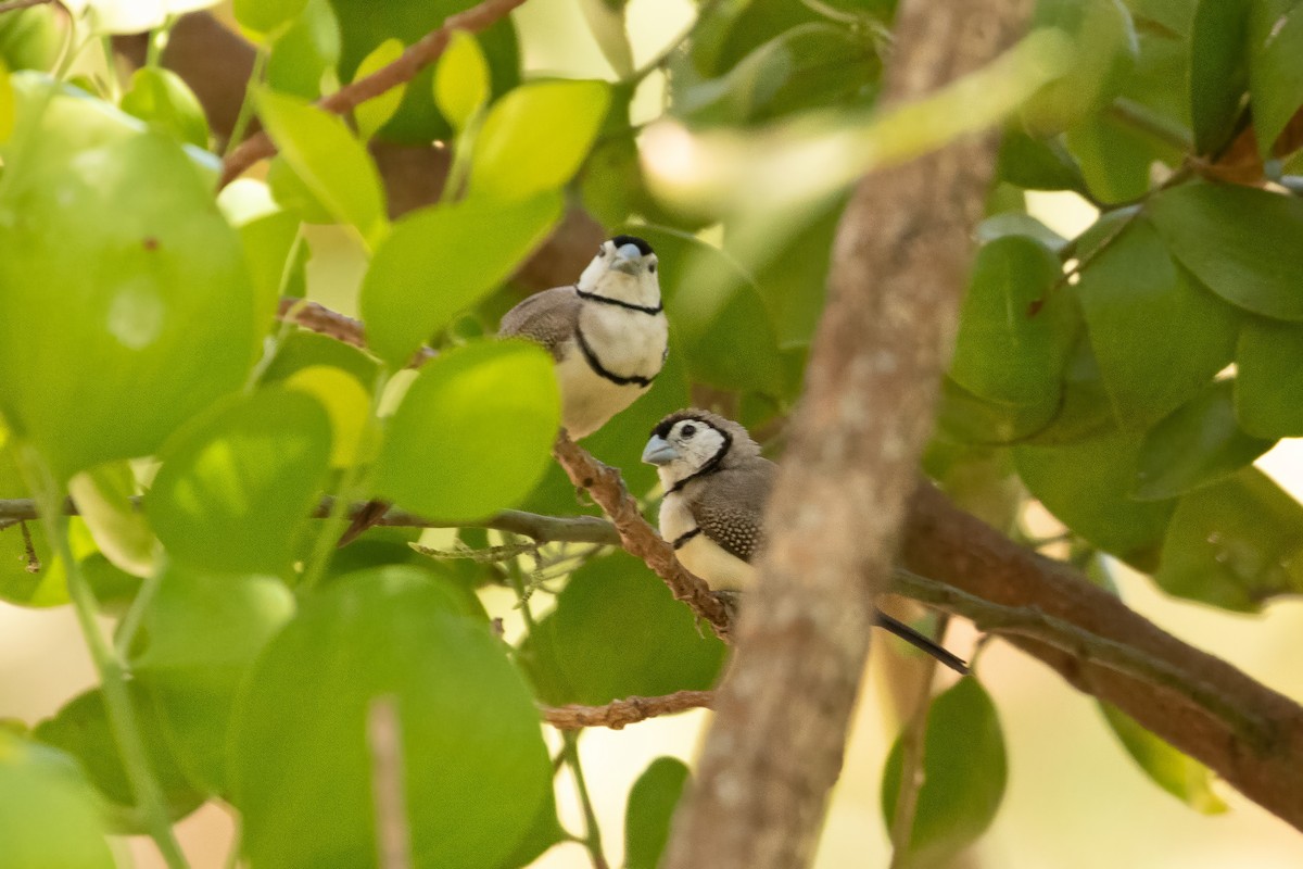 Double-barred Finch - ML623229166