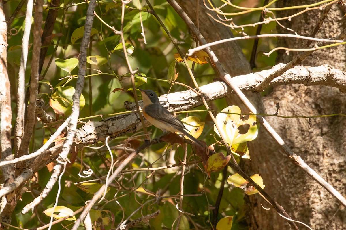 Leaden Flycatcher - ML623229168