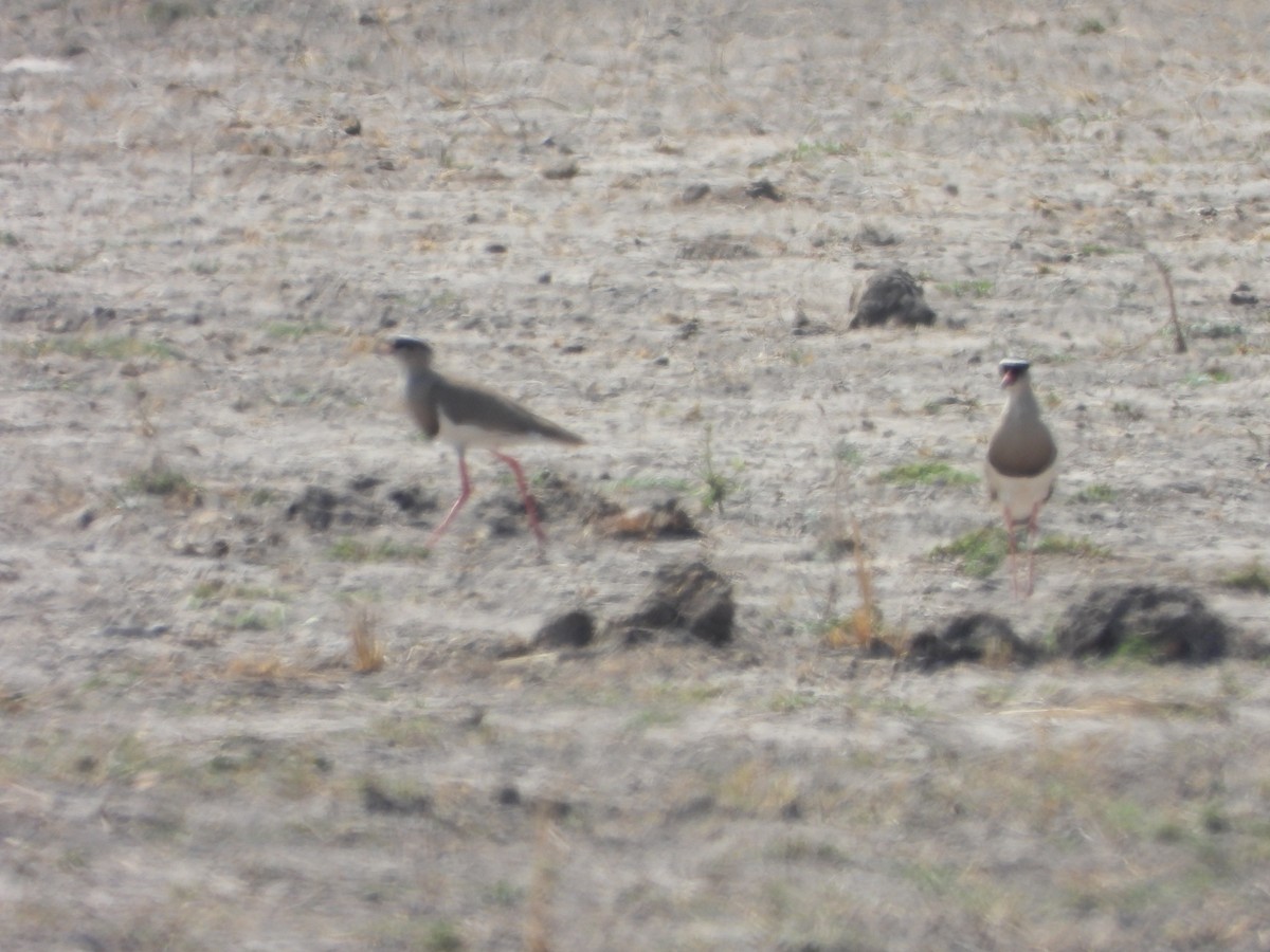 Crowned Lapwing - ML623229185