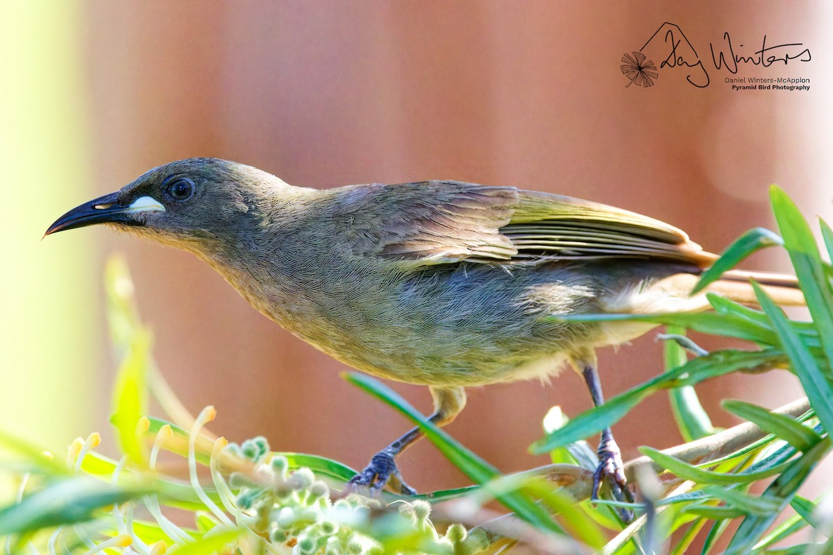 White-gaped Honeyeater - ML623229222