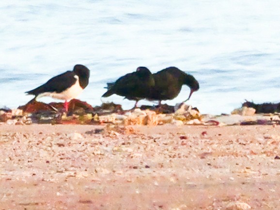 Sooty Oystercatcher - ML623229224