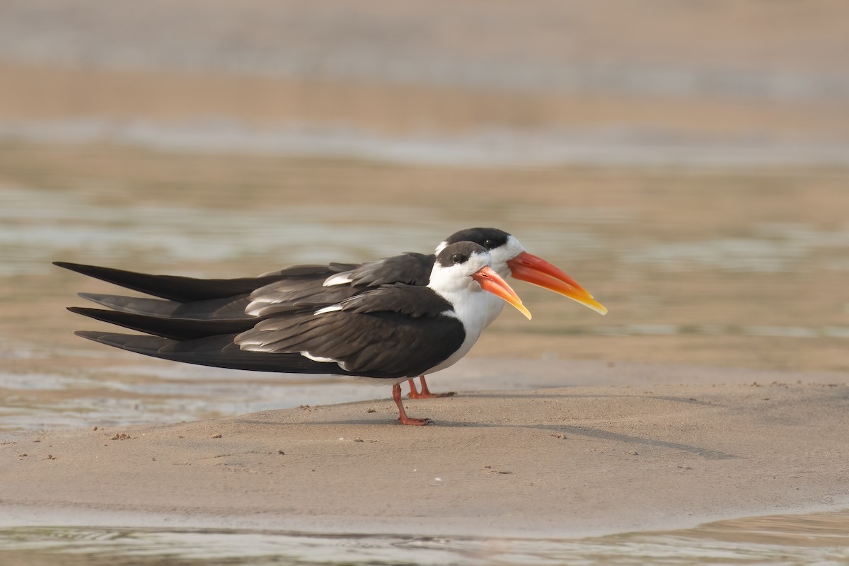 Indian Skimmer - Kalpesh Krishna