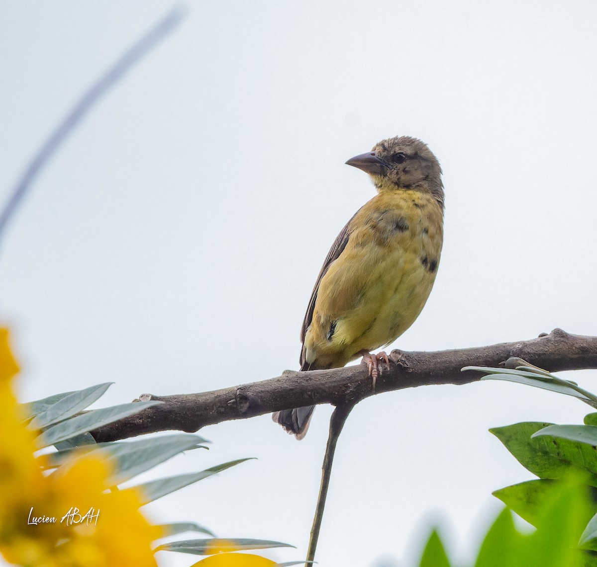 Vieillot's Black Weaver - ML623229236