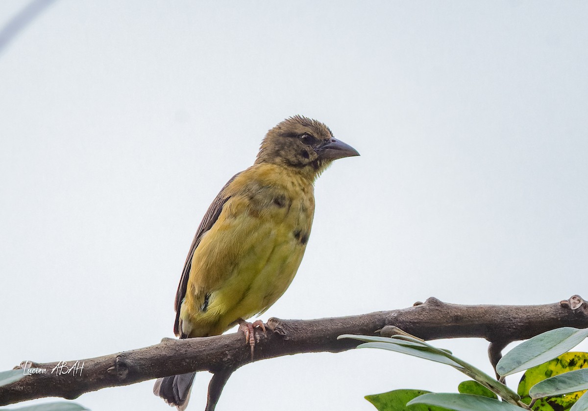 Vieillot's Black Weaver - lucien ABAH