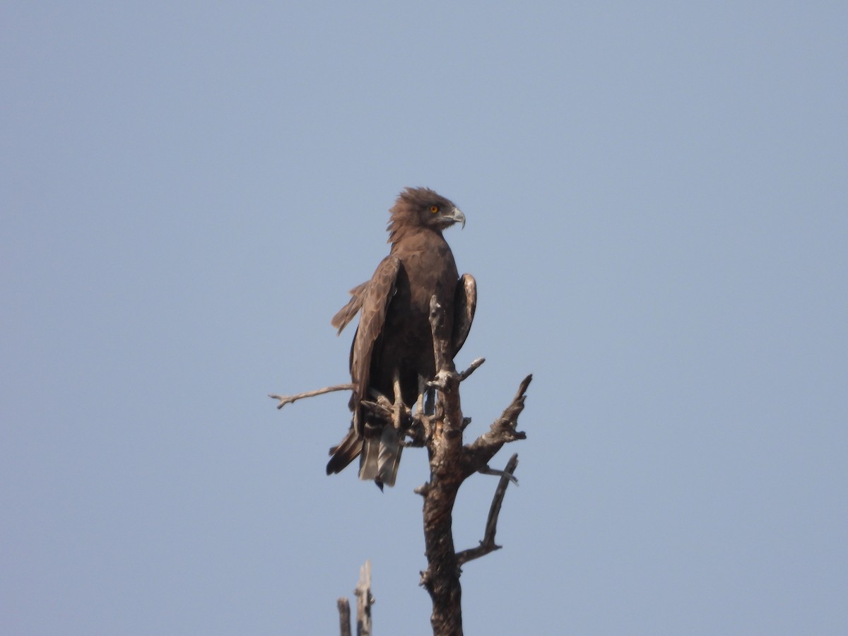 Brown Snake-Eagle - ML623229245