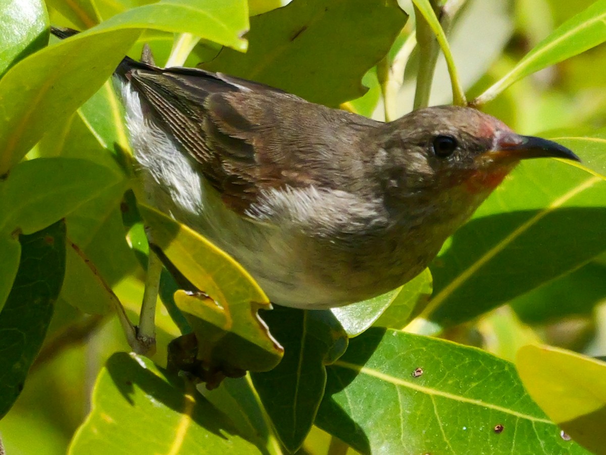 Red-headed Myzomela - ML623229339