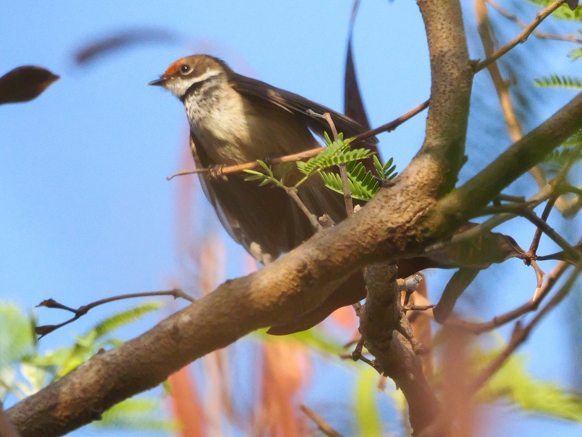 Arafura Fantail - ML623229374